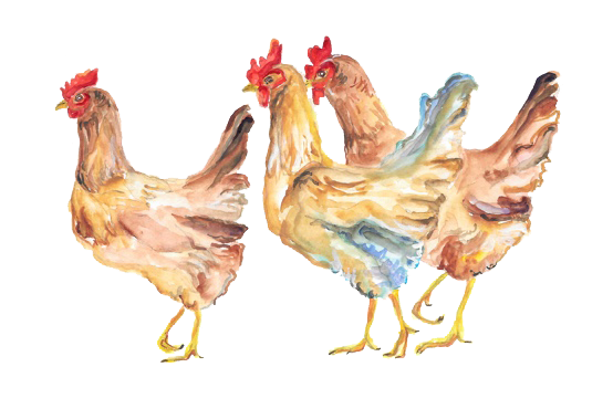 Illustration Hühner